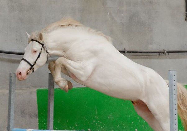 Stallion French Saddle Pony For sale 1999 Buckskin