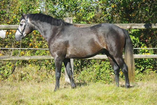 Stallion French Saddle Pony For sale 1999 Buckskin