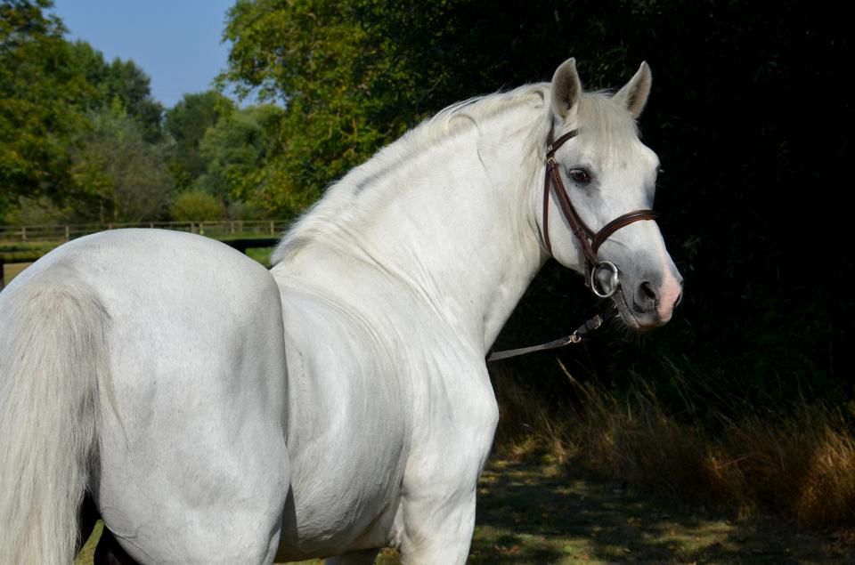 Stallion French Saddle Pony For sale 1999 Buckskin