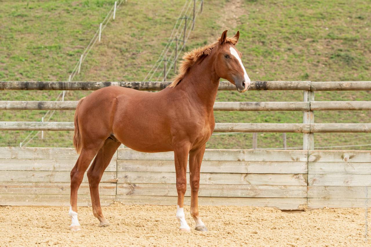 EROS - Lusitano 2009 by unico