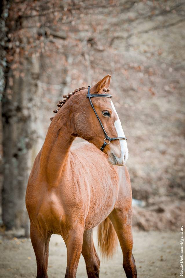 EROS - Lusitano 2009 by unico