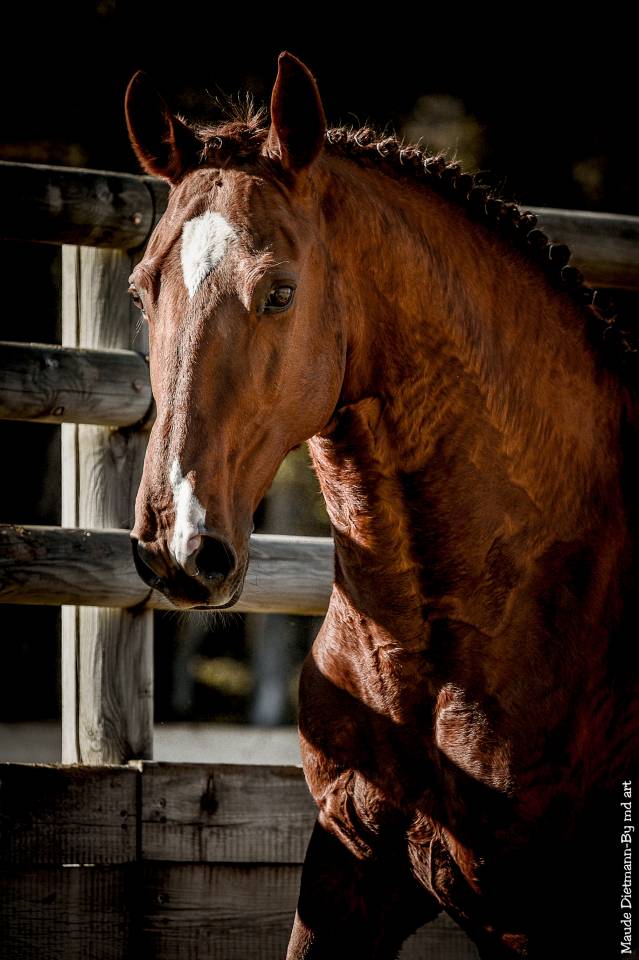EROS - Lusitano 2009 by unico