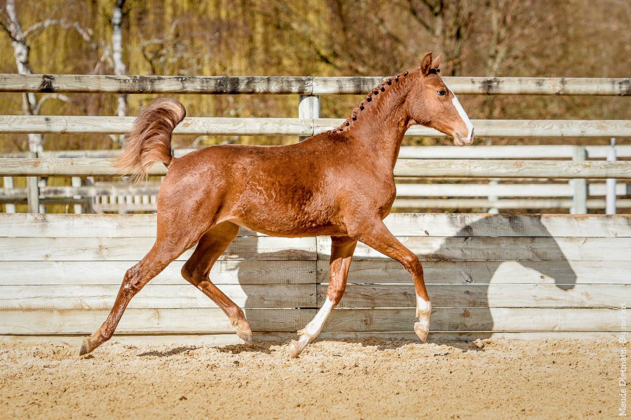EROS - Lusitano 2009 by unico