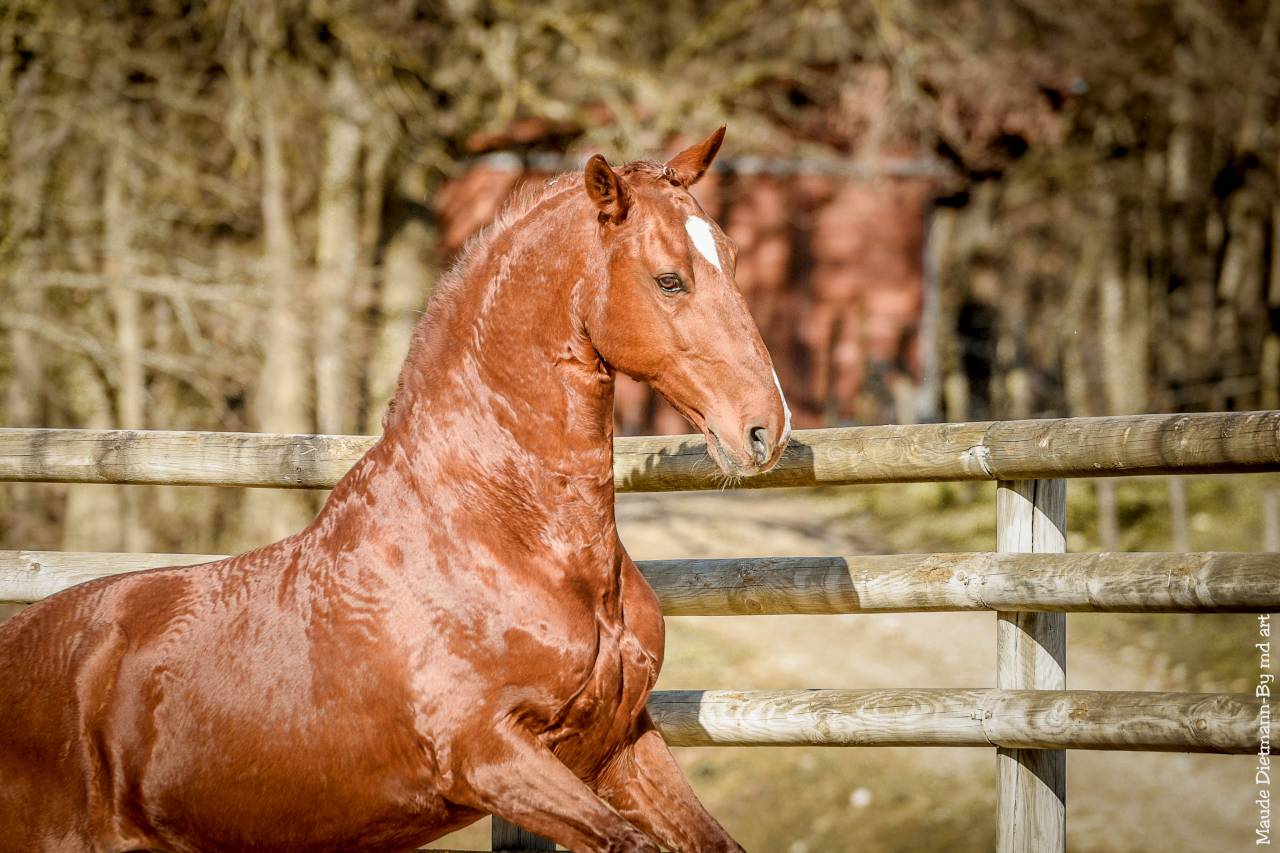 EROS - Lusitano 2009 by unico