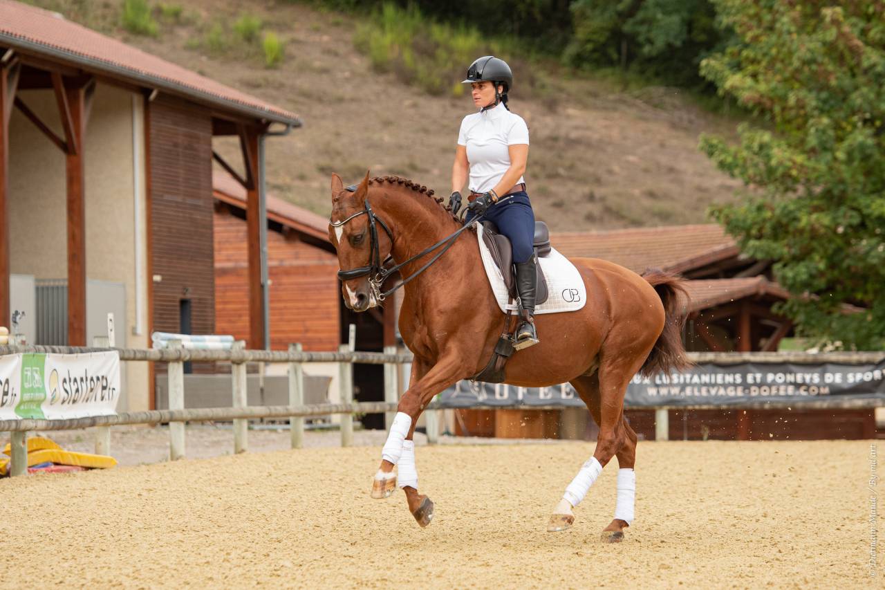 EROS - Lusitano 2009 by unico