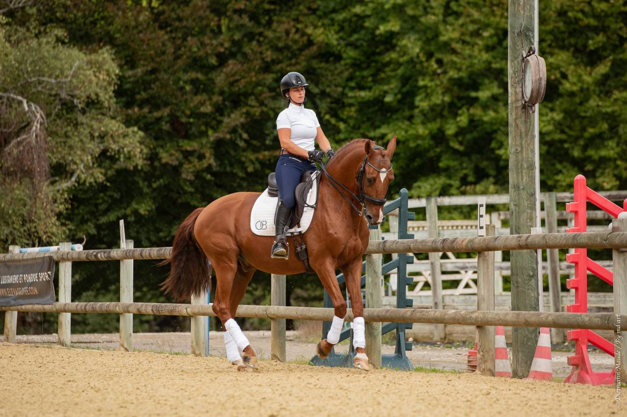 EROS - Lusitano 2009 by unico