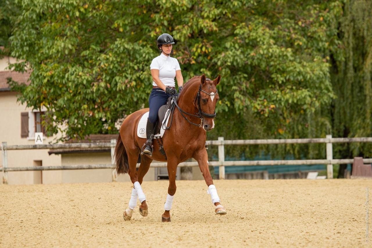EROS - Lusitano 2009 by unico