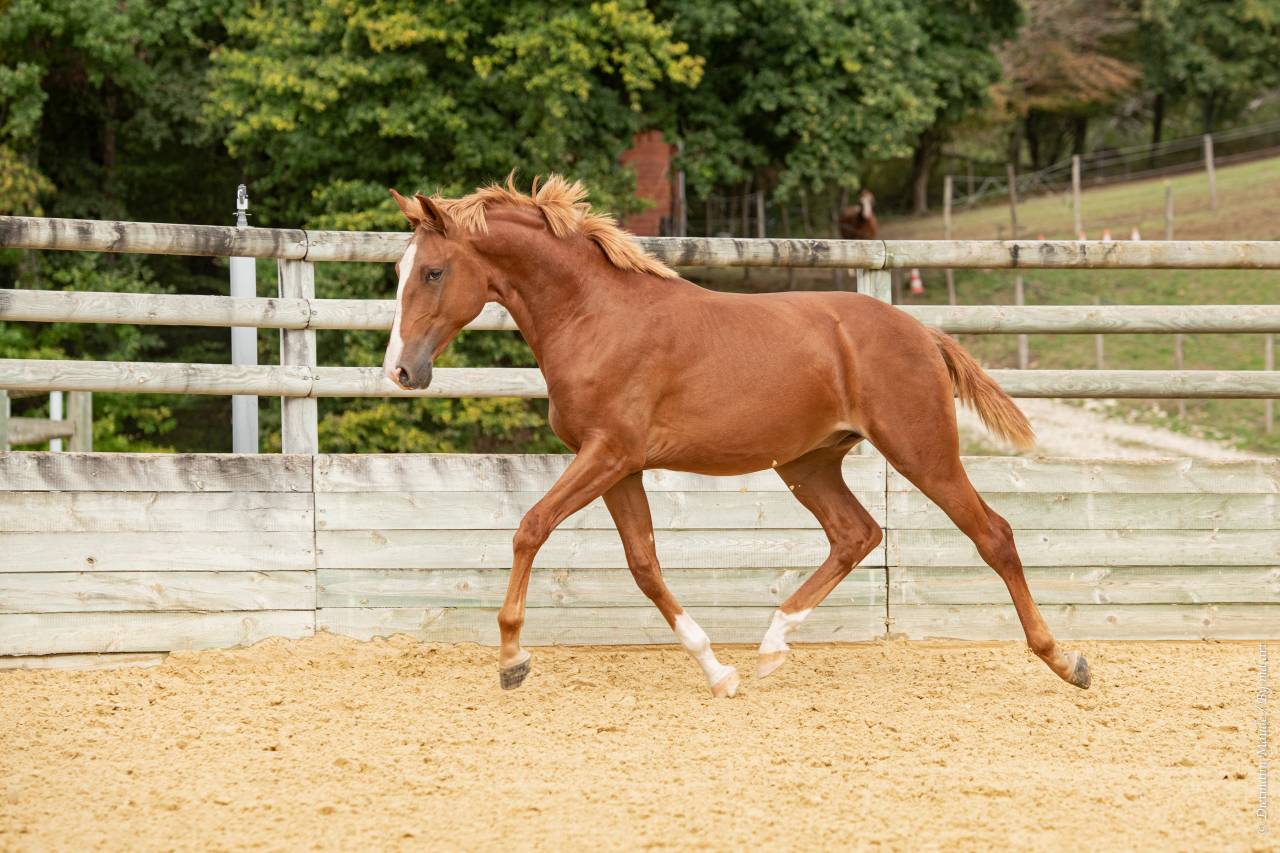 EROS - Lusitano 2009 by unico