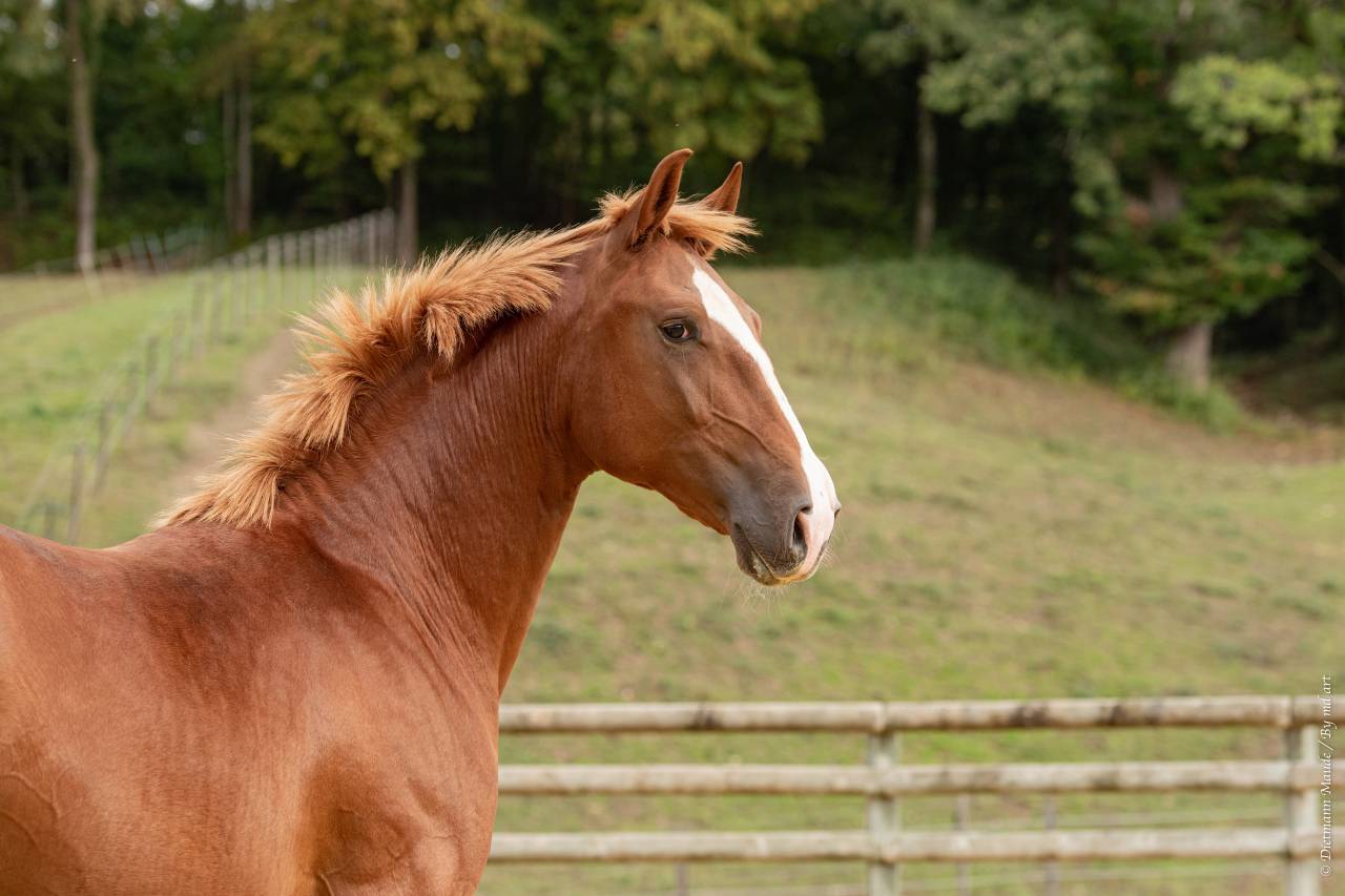 EROS - Lusitano 2009 by unico