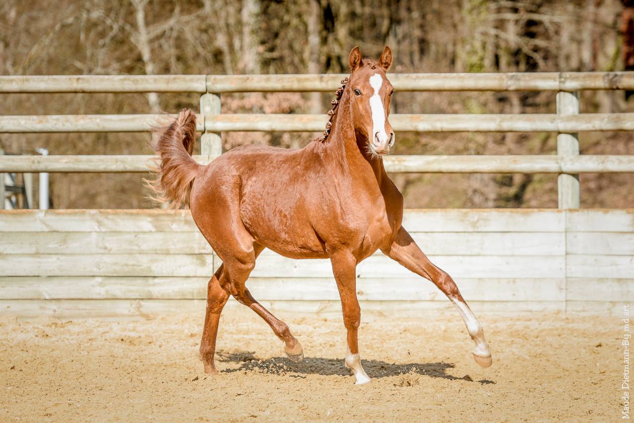 EROS - Lusitano 2009 by unico