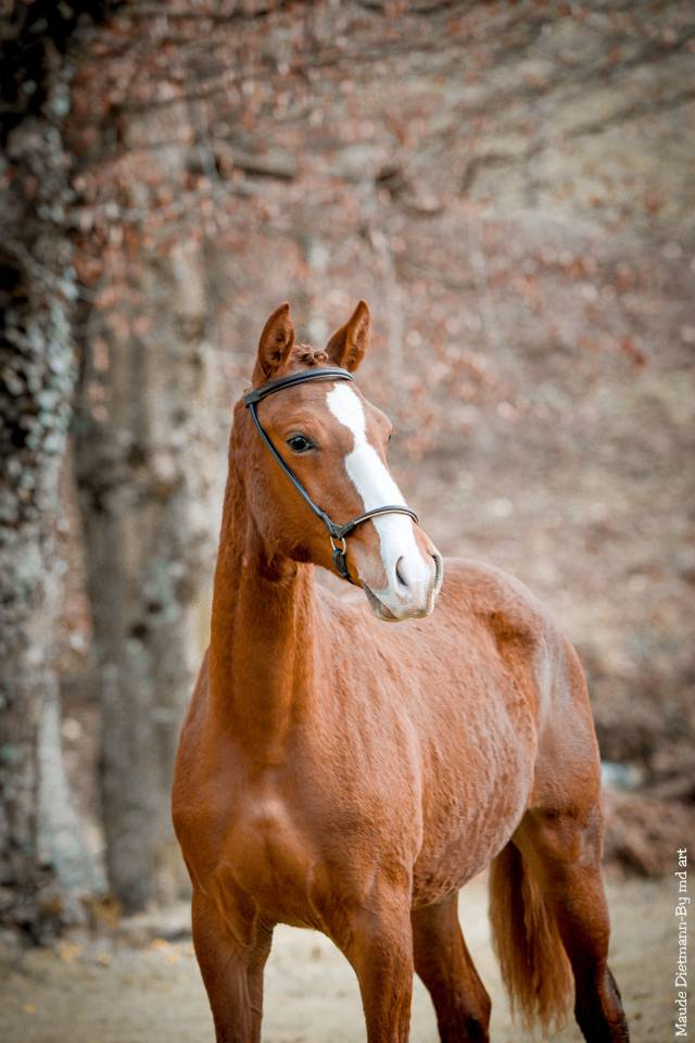 EROS - Lusitano 2009 by unico