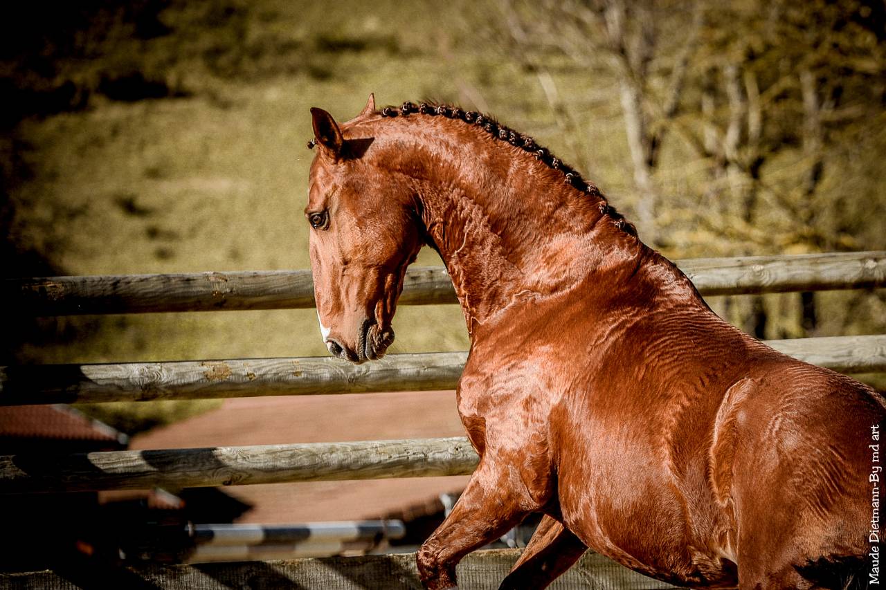 EROS - Lusitano 2009 by unico