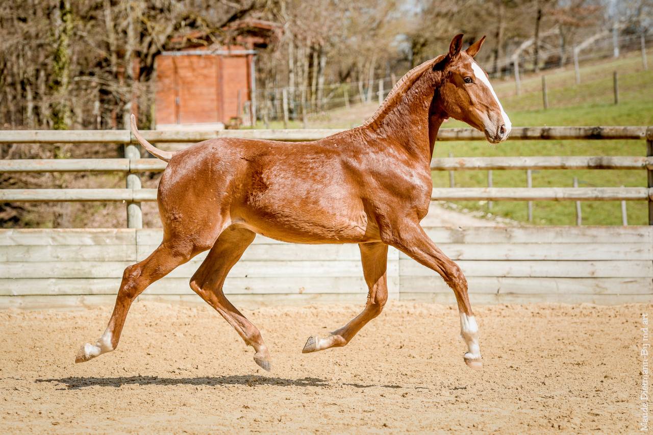 EROS - Lusitano 2009 by unico