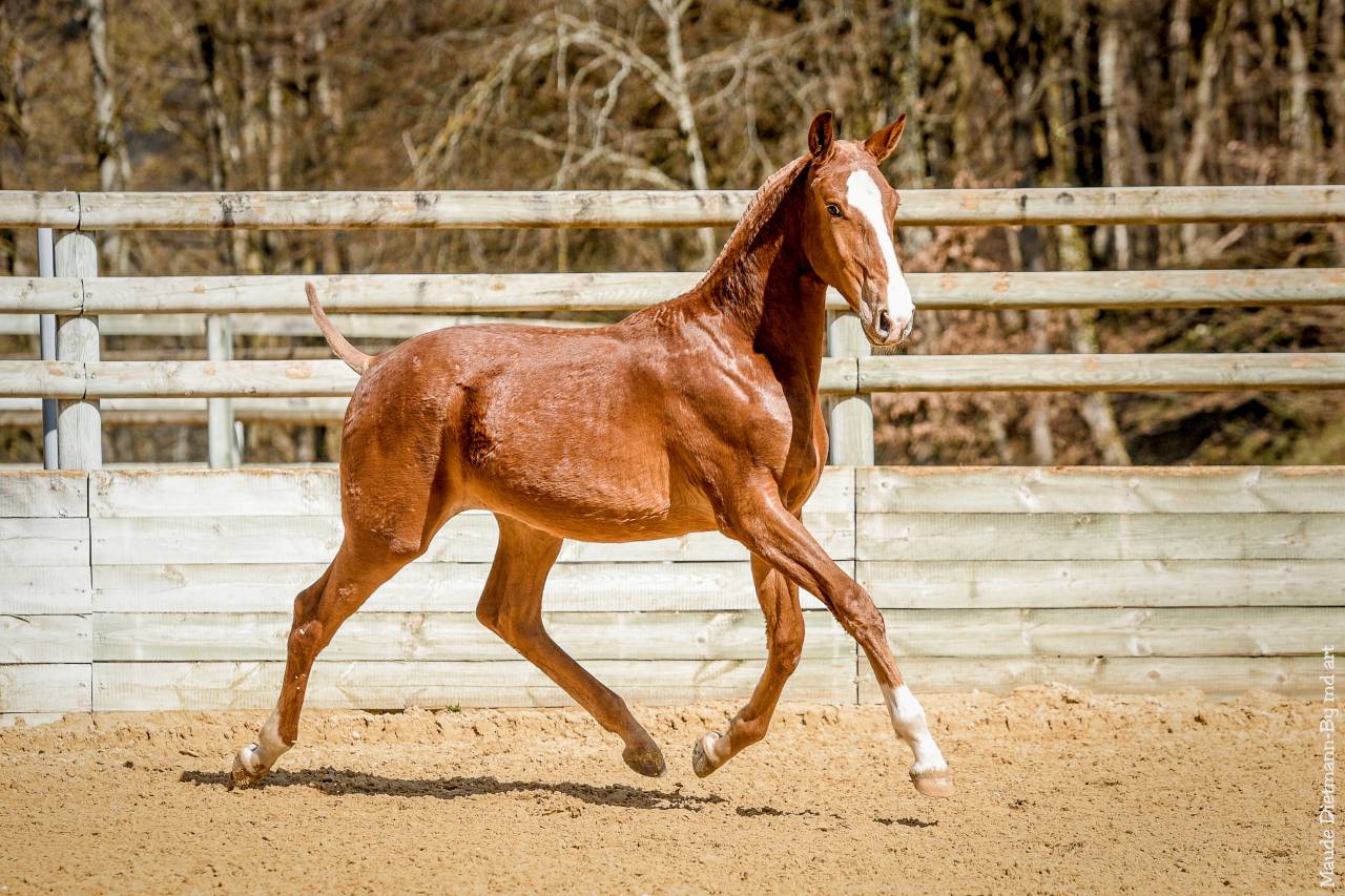EROS - Lusitano 2009 by unico