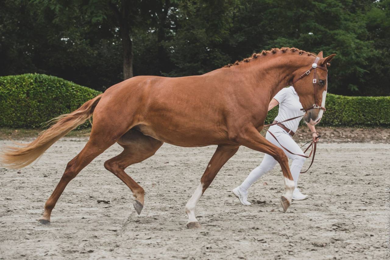 EROS - Lusitano 2009 by unico