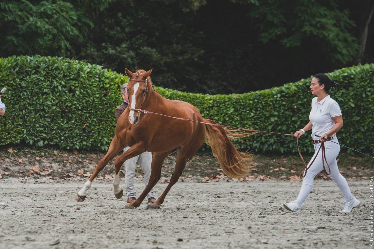 EROS - Lusitano 2009 by unico