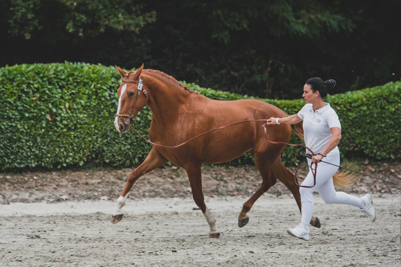 EROS - Lusitano 2009 by unico