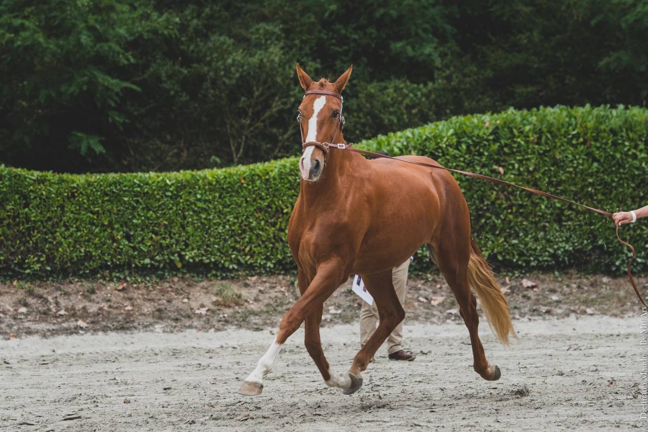 EROS - Lusitano 2009 by unico