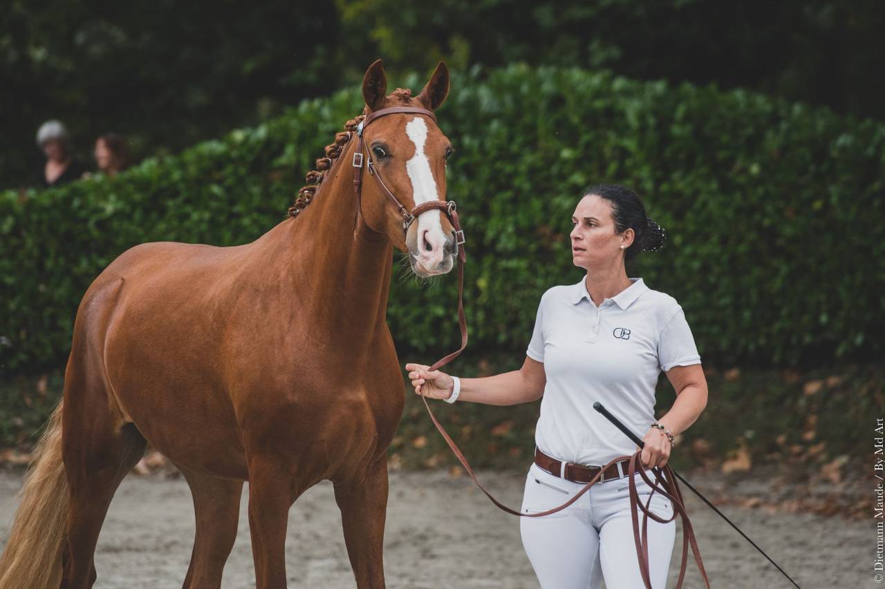 EROS - Lusitano 2009 by unico