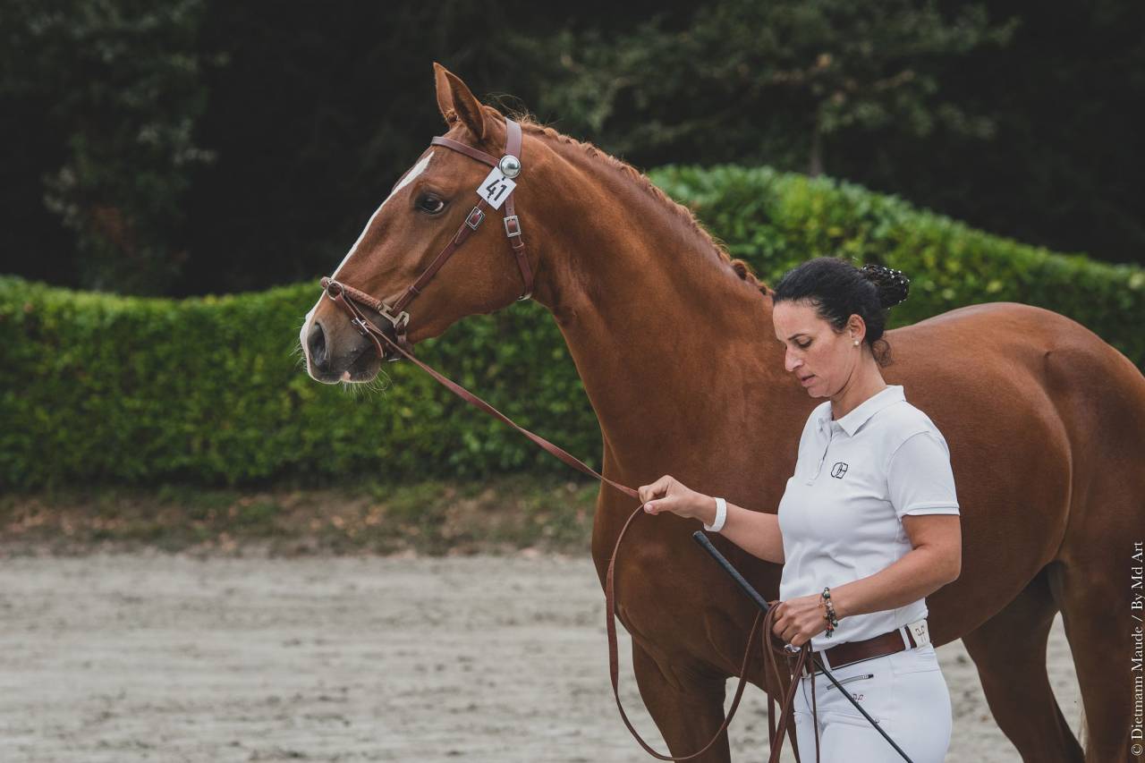 EROS - Lusitano 2009 by unico