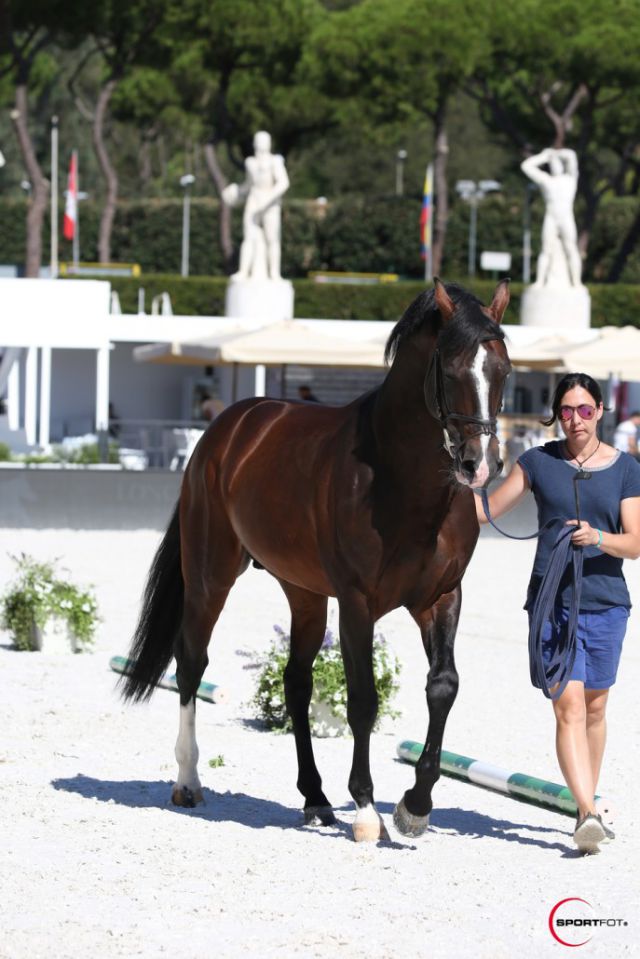 Casall ASK - Holsteiner 1999 by Caretino