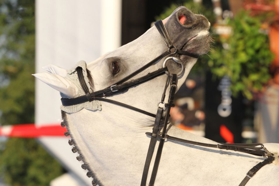 Cornet's Stern - Westphalian  2003 by CORNET OBOLENSKY