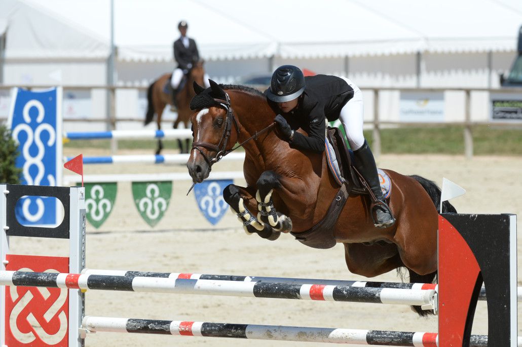 Ugo des Clas - French Saddle Pony 2008 by MACHNO CARWYN