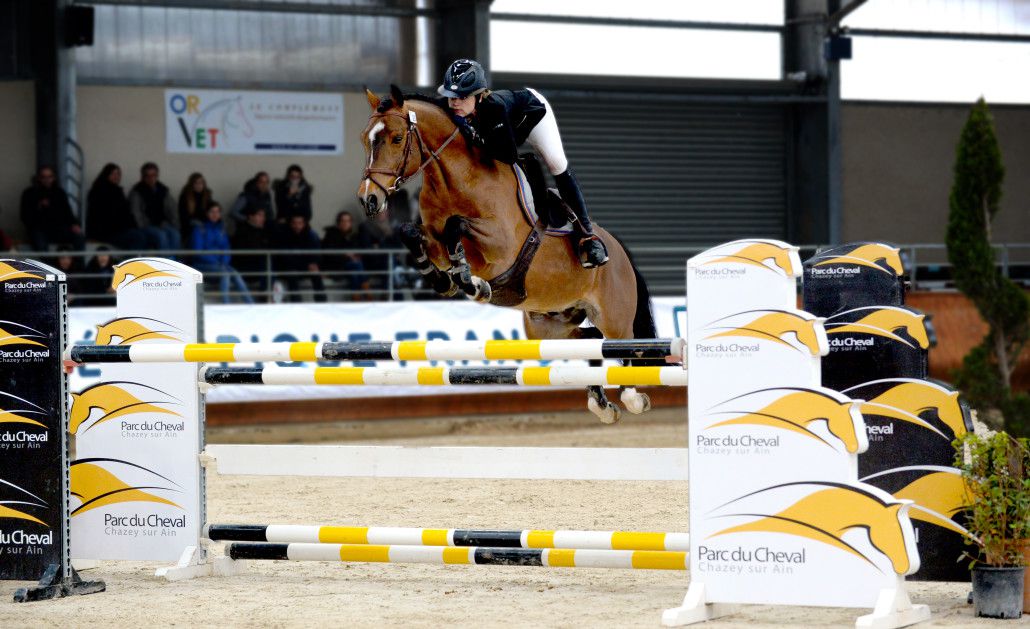 Ugo des Clas - French Saddle Pony 2008 by MACHNO CARWYN