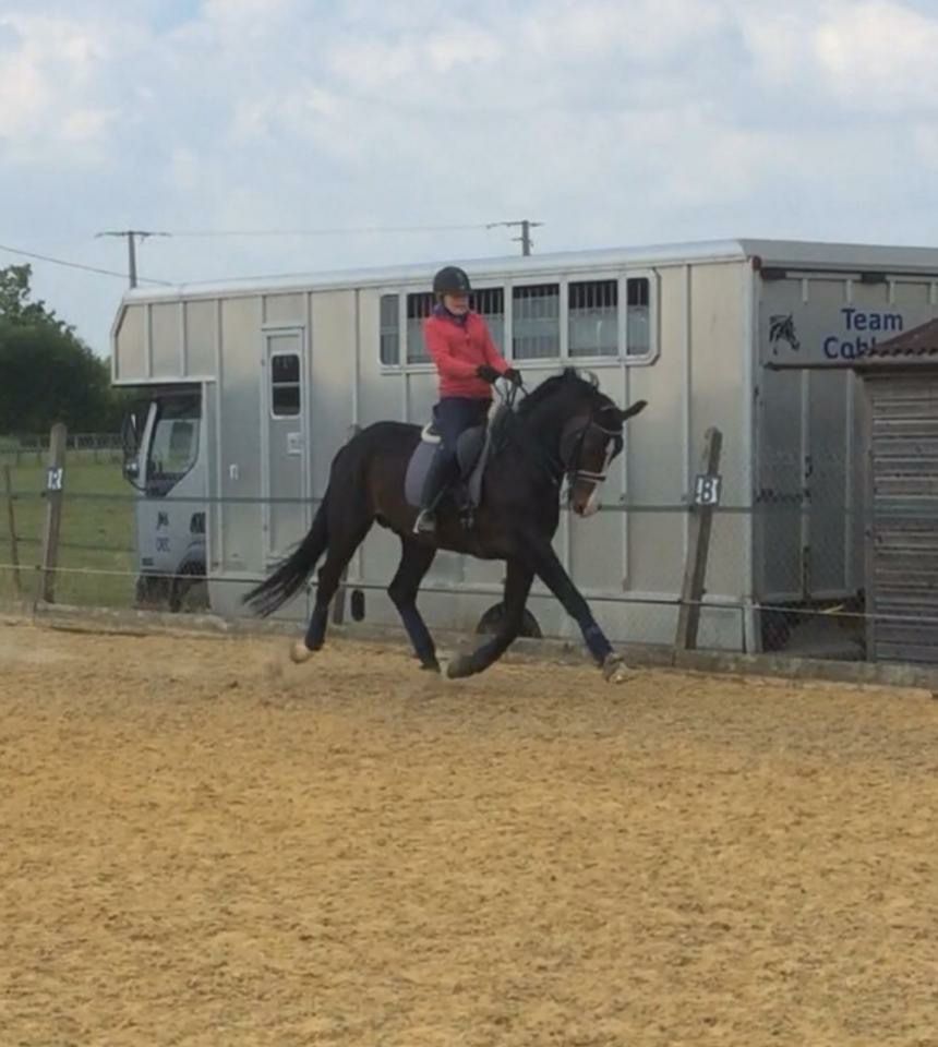 Zodjan J - KWPN Dutch Warmblood 2004 by NEGRO