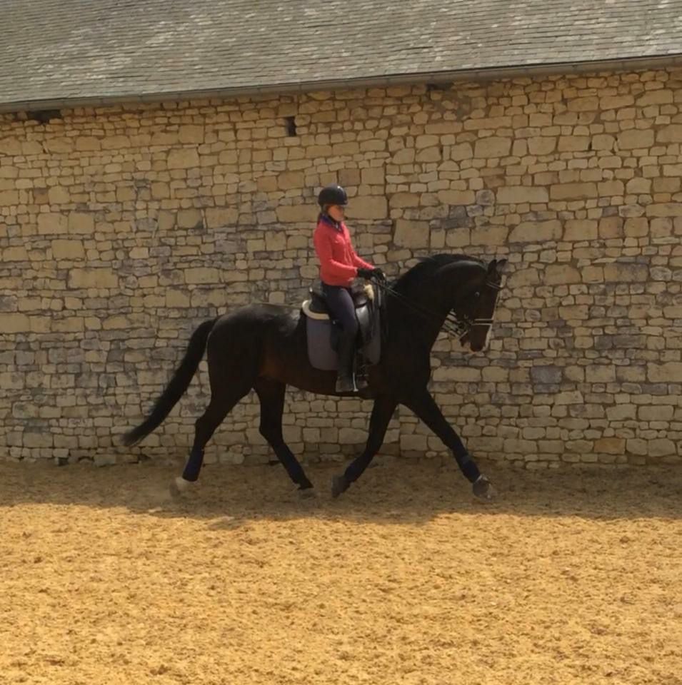 Zodjan J - KWPN Dutch Warmblood 2004 by NEGRO