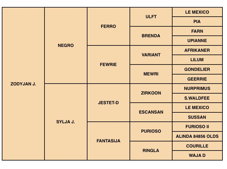 Zodjan J - KWPN Dutch Warmblood 2004 by NEGRO
