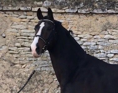 Zodjan J - KWPN Dutch Warmblood 2004 by NEGRO