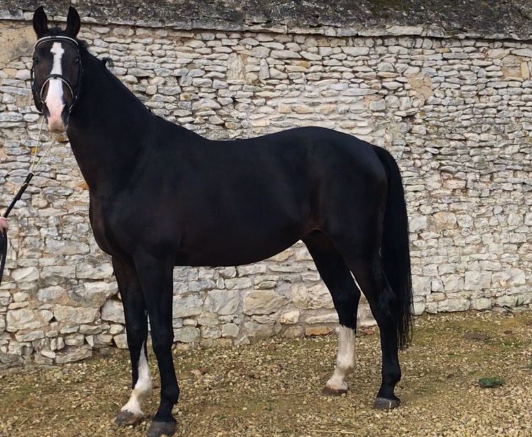 Zodjan J - KWPN Dutch Warmblood 2004 by NEGRO