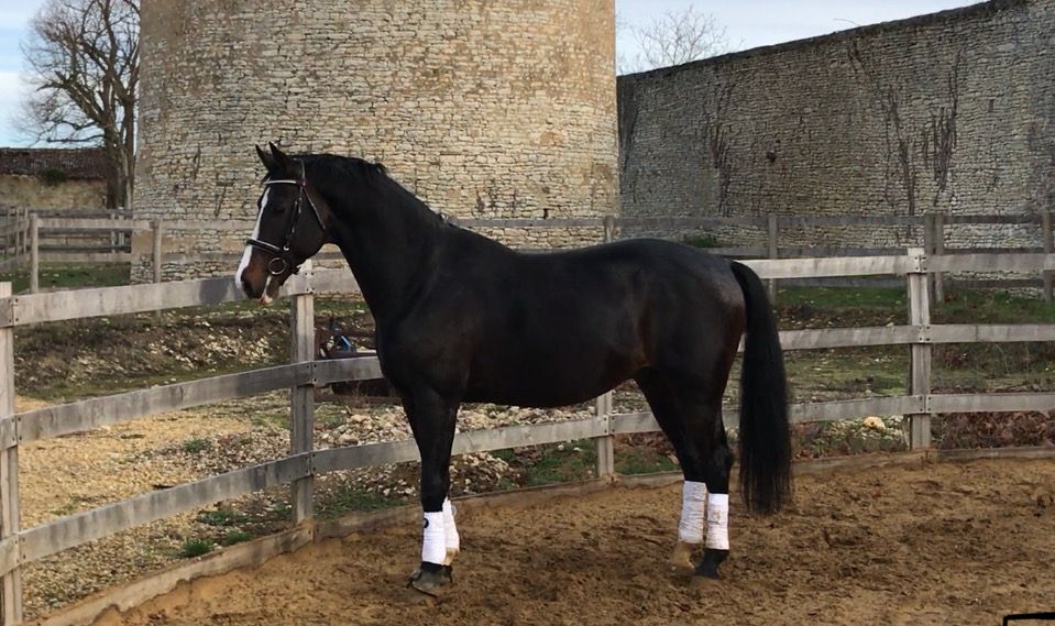 Zodjan J - KWPN Dutch Warmblood 2004 by NEGRO