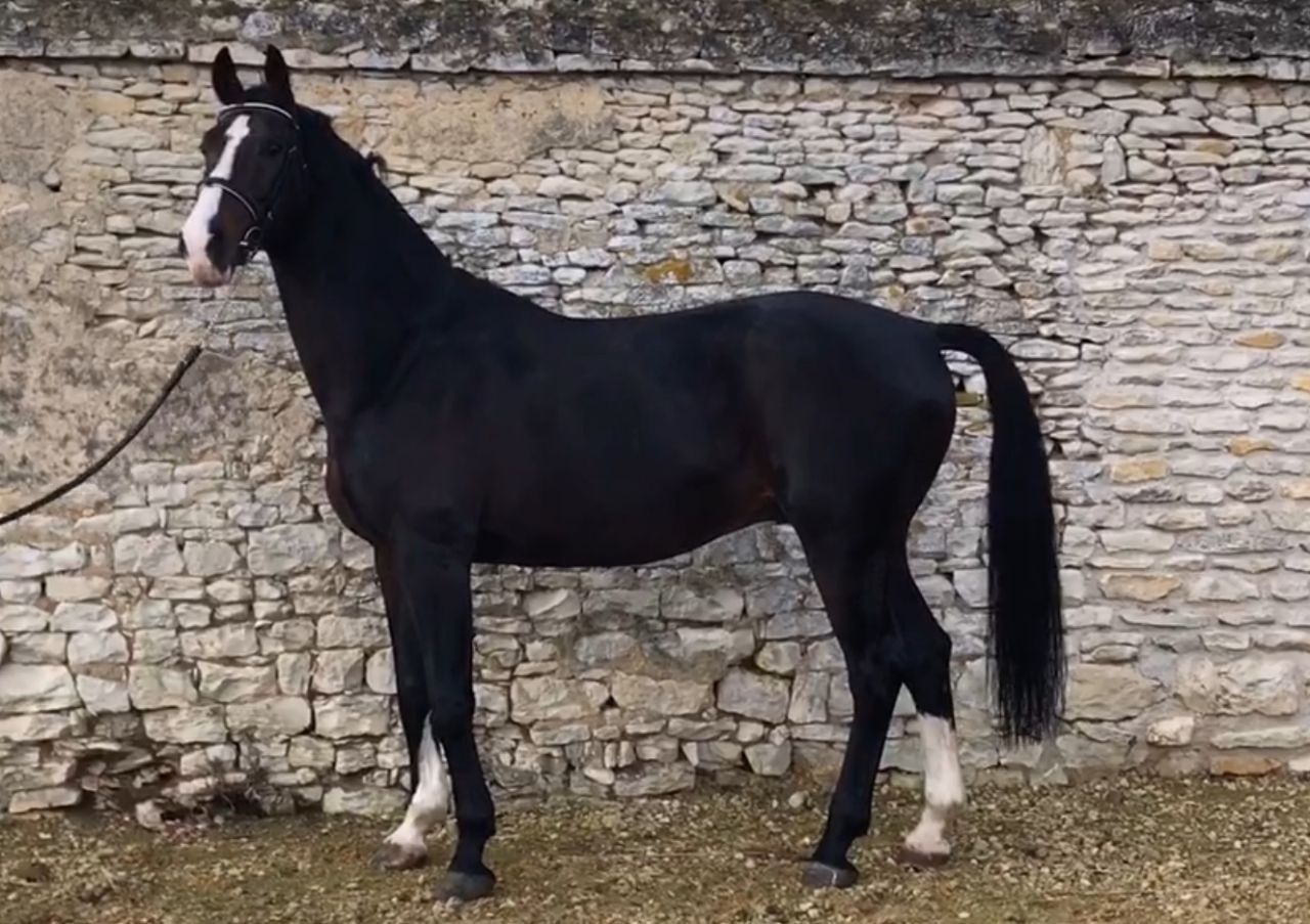 Zodjan J - KWPN Dutch Warmblood 2004 by NEGRO