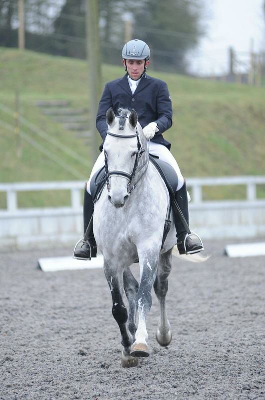 Zimba - KWPN Dutch Warmblood 2004 by BIOTOP