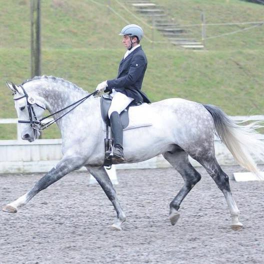 Zimba - KWPN Dutch Warmblood 2004 by BIOTOP