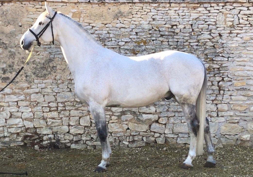 Zimba - KWPN Dutch Warmblood 2004 by BIOTOP