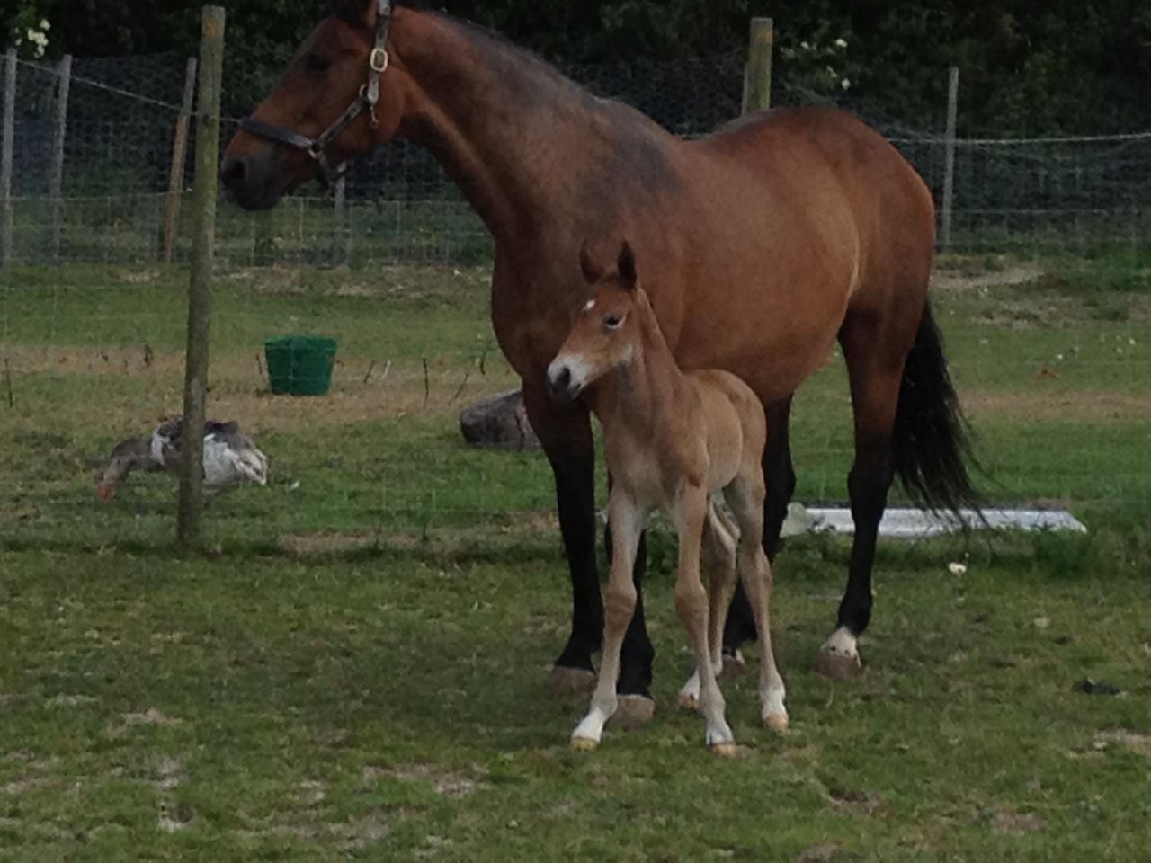 Zimba - KWPN Dutch Warmblood 2004 by BIOTOP