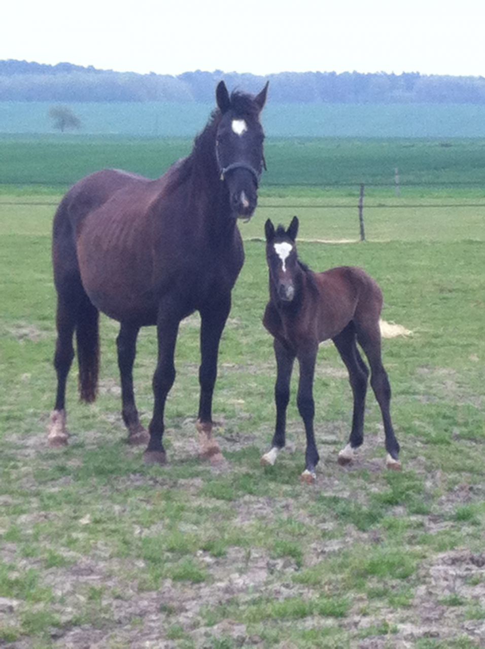 Zimba - KWPN Dutch Warmblood 2004 by BIOTOP