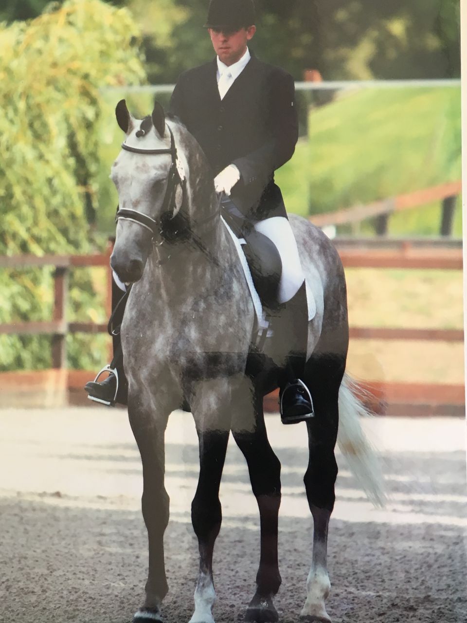 Zimba - KWPN Dutch Warmblood 2004 by BIOTOP