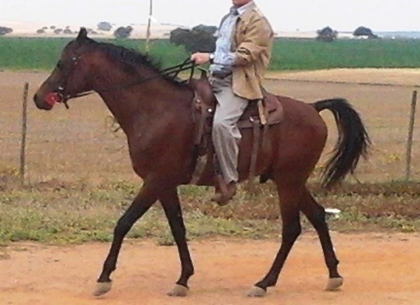 NIGAS DE NAUTIAC - Arabian 2007 by NUREK DE NAUTIAC