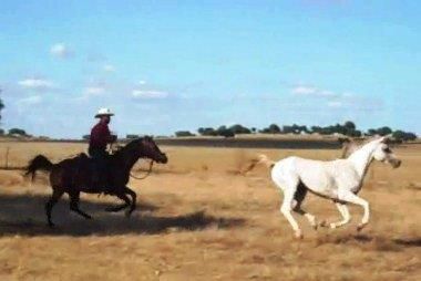 NIGAS DE NAUTIAC - Arabian 2007 by NUREK DE NAUTIAC