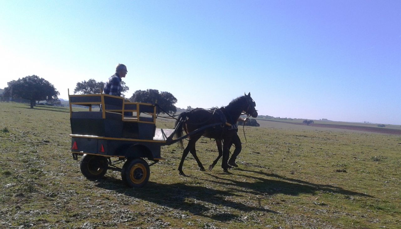 NIGAS DE NAUTIAC - Arabian 2007 by NUREK DE NAUTIAC