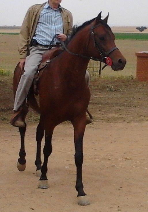 NIGAS DE NAUTIAC - Arabian 2007 by NUREK DE NAUTIAC