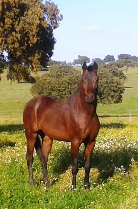 NIGAS DE NAUTIAC - Arabian 2007 by NUREK DE NAUTIAC