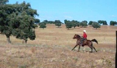 NIGAS DE NAUTIAC - Arabian 2007 by NUREK DE NAUTIAC