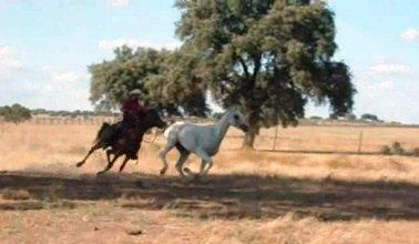 NIGAS DE NAUTIAC - Arabian 2007 by NUREK DE NAUTIAC