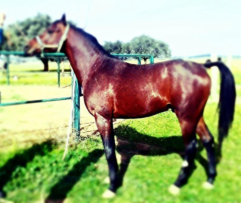 NIGAS DE NAUTIAC - Arabian 2007 by NUREK DE NAUTIAC