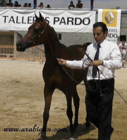 NIGAS DE NAUTIAC - Arabian 2007 by NUREK DE NAUTIAC